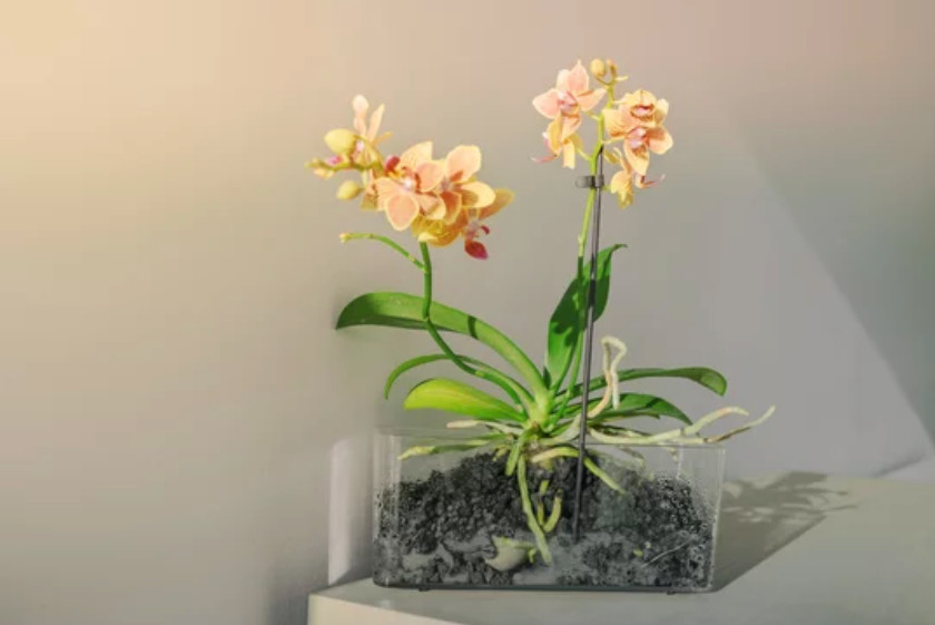 Vasi trasparenti per orchidee al miglior prezzo